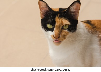 A Three cute color cat stick out tongue  on the pathway - Shutterstock ID 2200324681