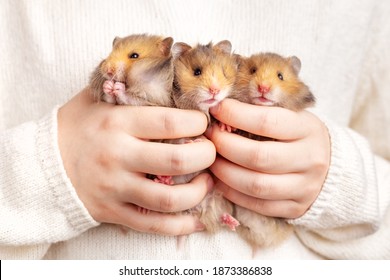 Three cute fluffy golden hamsters in the hands of a child on a light background. Triplets. Pet care concept, love for animals. A rodent with thick cheeks. Beautiful postcard with an animal theme.