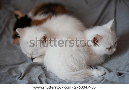 Three cute fluffy kittens sleeping together on grey soft blanket.