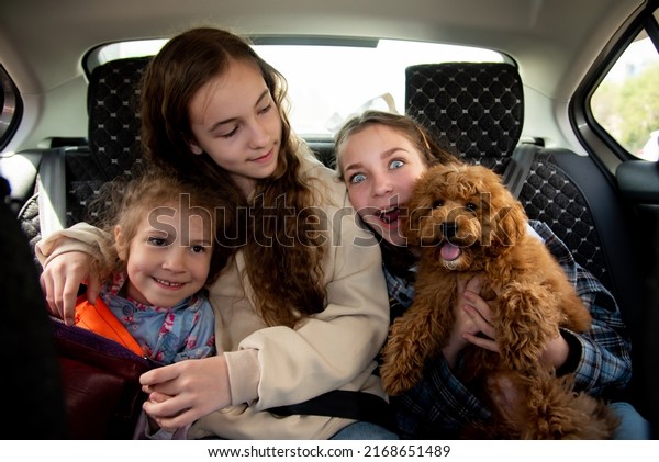 Three cute girls and a dog of toy poodle breed\
in a car on the back seat. They go traveling with their parents.\
Family. Summer. Vacation.
