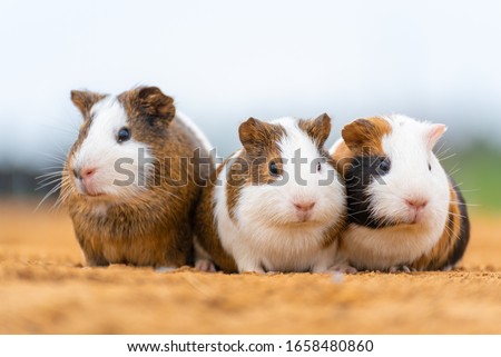 Three cute guinea pigs on outdoor glade