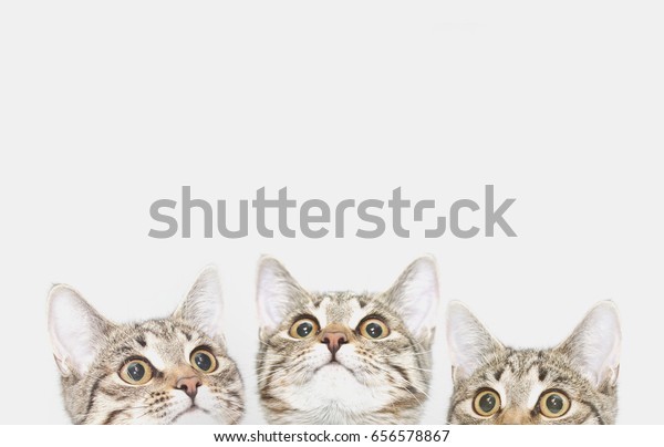 可愛い子猫が3匹 餌をもらうのを待っている 好奇心旺盛な猫が顔を上げて の写真素材 今すぐ編集