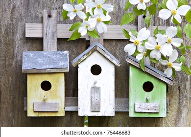 Three cute little birdhouses on rustic wooden fence with beautiful white Dogwood blooms on them - Powered by Shutterstock