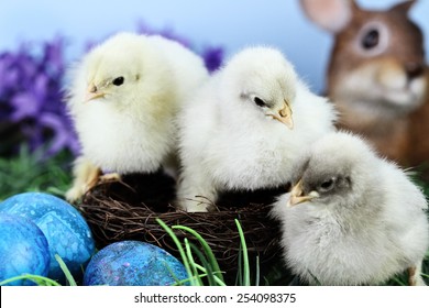 Real Cute Baby Animals High Res Stock Images Shutterstock