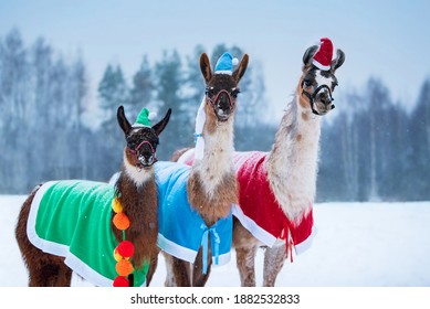 llamas with hats christmas