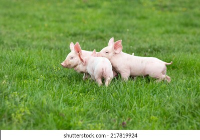 Three cute piglets walking and playing on grass