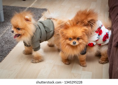 Three cute Pomeranian puppy dogs playing on the floor at home. Close up.
