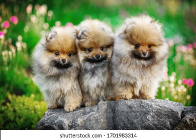 Three cute pomeranian spitz puppies standing on a rock on a flower background looking into the camera
