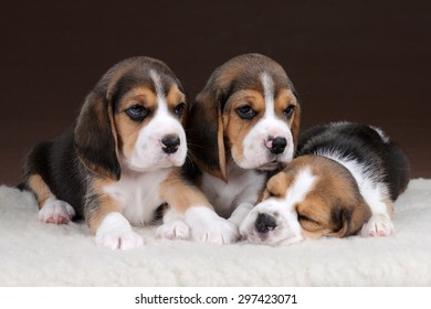 25,456 3 puppies Images, Stock Photos & Vectors | Shutterstock