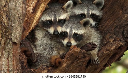 Three cute raccoons on a tree.