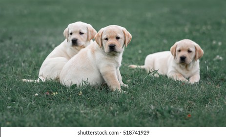 Yellow Lab Puppy Images Stock Photos Vectors Shutterstock