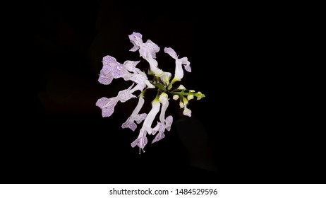 Three D flower in the dark