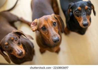 three dachshund dog looking up
