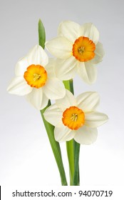 Three daffodils