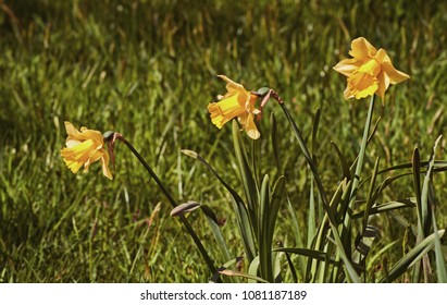 Three Daffodils In Stanley Park, Blackpool