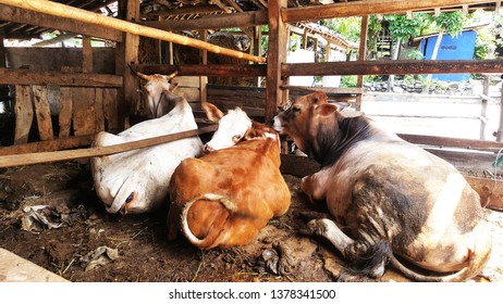 Three Dairy Cows