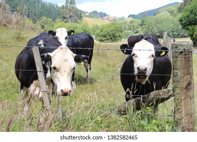 Three Dairy Cows Behind A Farm Fence.