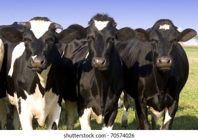 THree Dairy Cows Curiously Looking Into The Camera