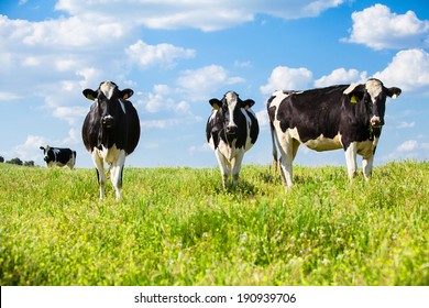 Three Dairy Cows In A Green Meadow At Spring. Blue Sky With Clouds.