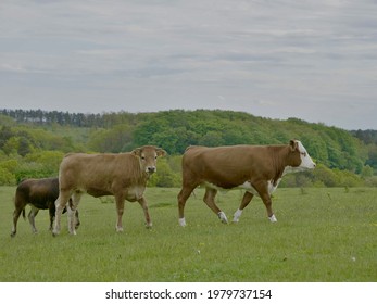 Three Dairy Cows Walking On A Field In Denmark