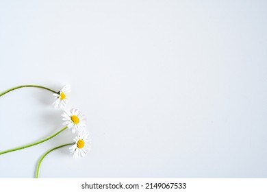 17,509 Corner daisy Images, Stock Photos & Vectors | Shutterstock