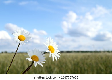 Download Three Flowers High Res Stock Images Shutterstock