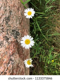 Three daisies in a row