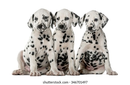 子犬 ダルメシアン の写真素材 画像 写真 Shutterstock