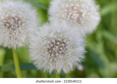 Three dandelions blowballs in the meadow in spring, macrophotography, close-up