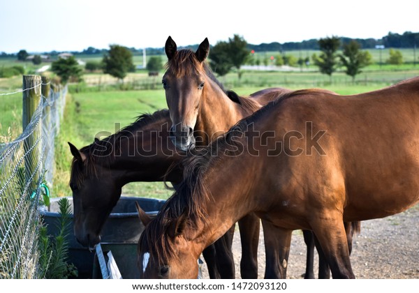 Three dark horses feeding out of trough\
near fence in open pasture. One horse looking directly at camera.\
Equine outside feeding in sunny summer weather.\
