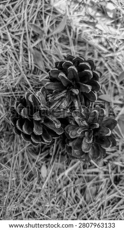 Three dark pine cones are arranged on a bed of dry, textured grass in a monochrome composition