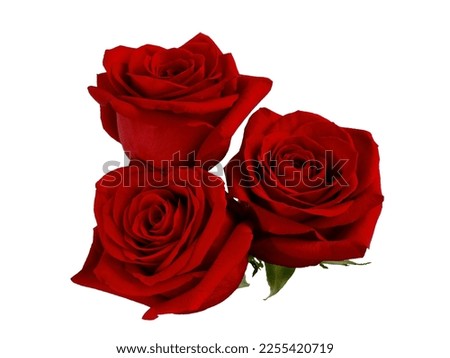 Three dark red roses on white background.