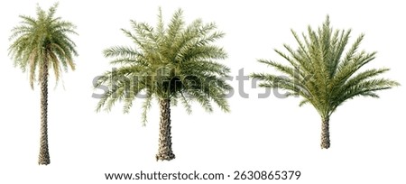 Three Date Palm Trees Isolated on White Background