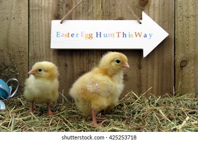 Three Day Old Yellow Chick  On Straw With Easter Egg Hunt Sign In Background