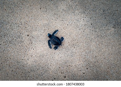 three days old baby Kemp's Ridley sea turtle  walking on the sands