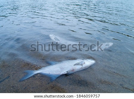 Toter Fisch am Strand.