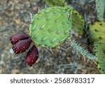 Three Deep Red Tuna Grow On Prickly Pear Cactus in Saguaro National Park