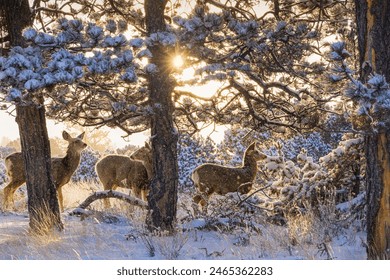 Three deer in the falling snow backlit by the early morning light in the Colorado Wet Mountains 