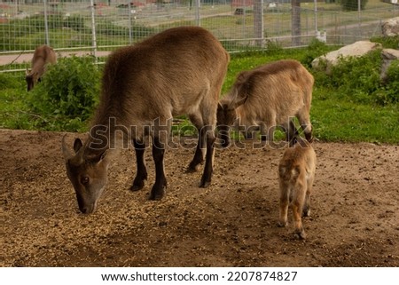 Three deer family in open zoo eating, outdoor animal zoo, brown fur deer, young bambi and mother