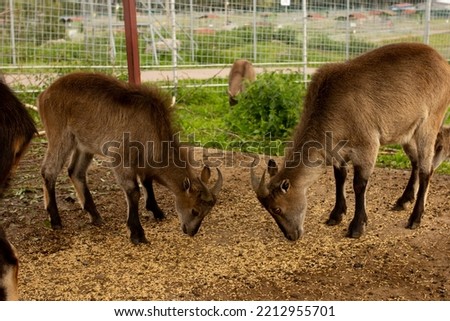 Three deer family in open zoo eating, outdoor animal zoo, brown fur deer, young bambi and mother