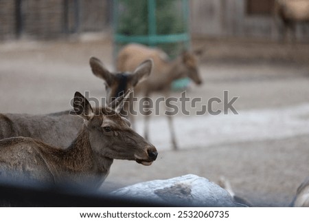 Image, Stock Photo two from behind Antelope