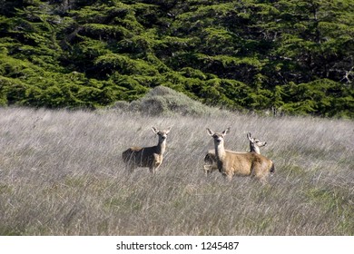 Three Deer Are Startled By The Presence Of A Photographer.