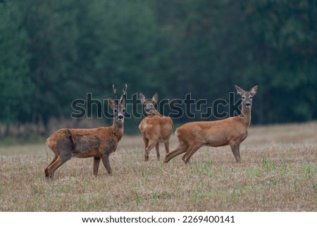 three deers on a mown cornfield