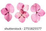 Three delicate, translucent pink hydrangea flower petals, meticulously pressed and arranged, creating an elegant botanical composition against a pristine white background.