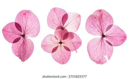 Tres delicados pétalos flores