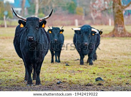 Three Dexter cows. Dexter cattle are a breed of cattle originating in Ireland. Dexters are classified as a small, friendly, dual-purpose breed, used for milk and beef