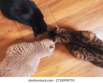 Three different breed of cat sharing food on a kitchen floor. Top down view. One breed is British short hair, one black and other classic tabby. Peaceful coexisting. Pet feeding time.