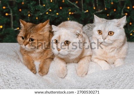 Three different British cats lying side by side against the backdrop of Christmas lights