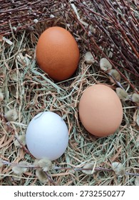 Three different colored chicken eggs in a hay nest with pussy willow branches.Rustic Easter composition with natural eggs and willow catkins on straw background.