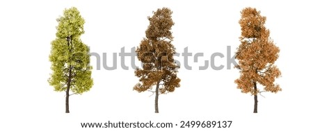 Three different colored miniature model trees isolated on a black background for architectural models and miniature scenes.